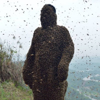 Person covered head to toe with bees
